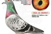 鸽子队完胜对手，成功晋级东部半决赛